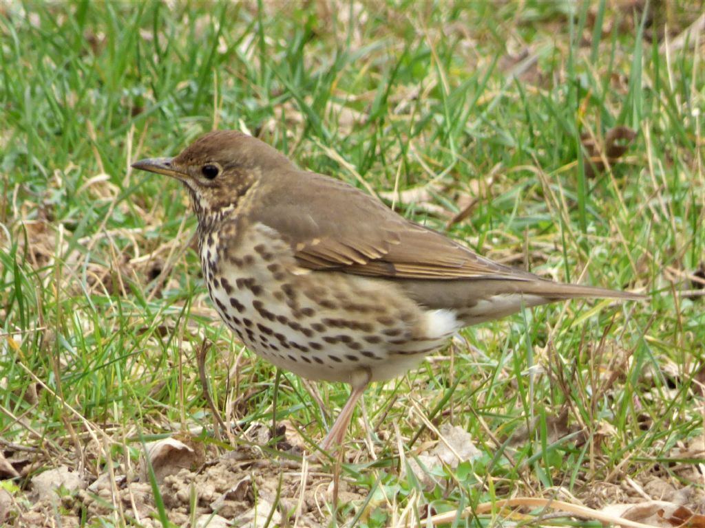 Tordo bottaccio (Turdus philomelos)